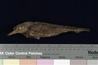 藏品(藍磯鶇)的圖片